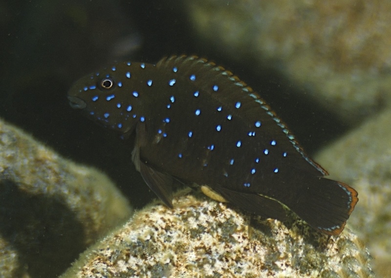 Eretmodus cyanostictus 'Kibige Island'